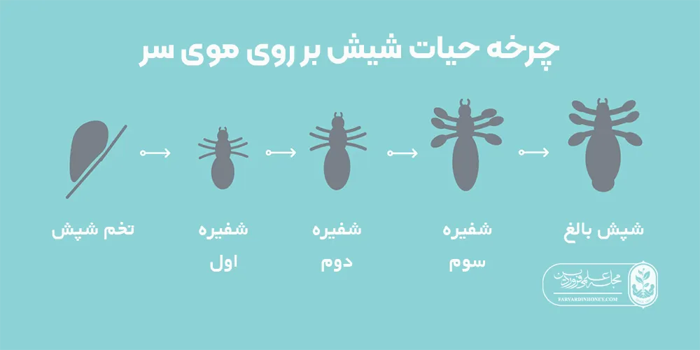 درمان شپش سر-از بین بردن شپش در خانه-چرخه حیات شپش بر روی موی سر-مجله علمی فروردین
