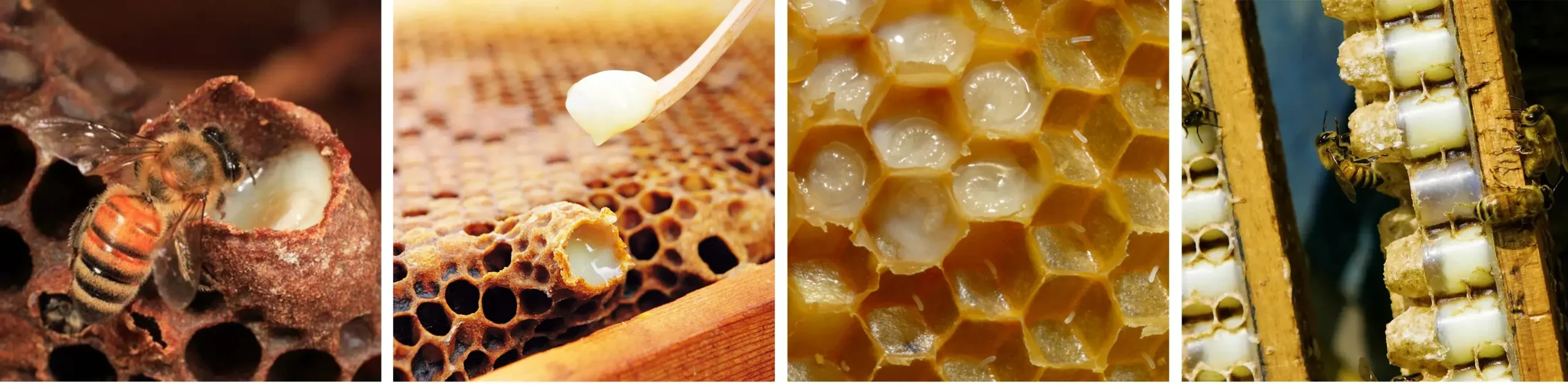 ژله رویال زنبور عسل- خرید ژل رویال