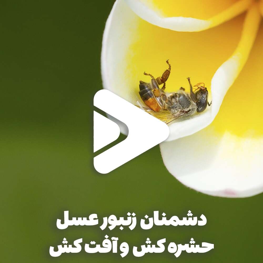 دشمنان زنبور عسل – حشره کش و آفت کش