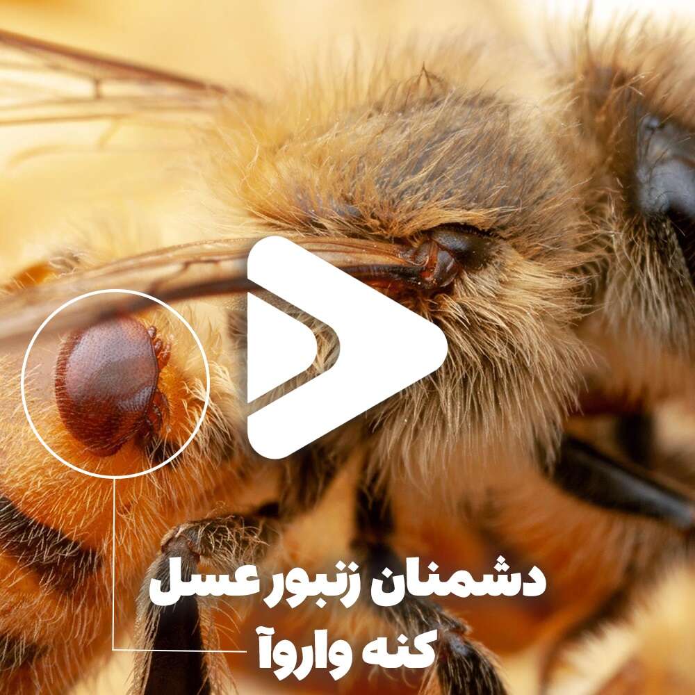 دشمنان زنبور عسل-کنه واروآ-عسل فروردین