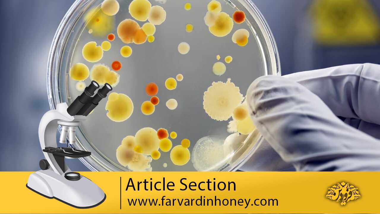 Antibacterial Effects of Royal Jelly on Different Strains of Bacteria