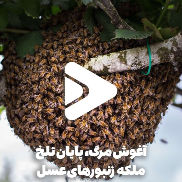 آغوش مرگ، پایان تلخ ملکه زنبورهای عسل-عسل فروردین