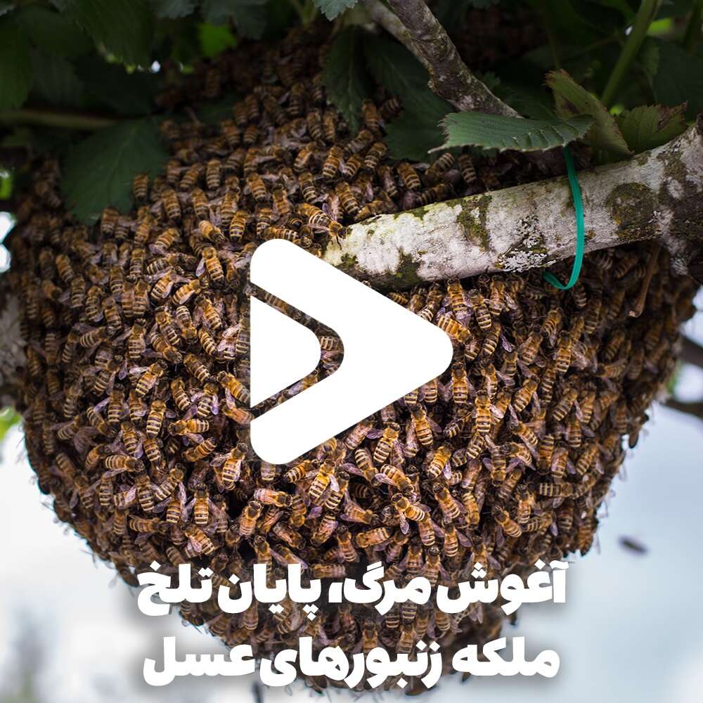 آغوش مرگ، پایان تلخ ملکه زنبورهای عسل