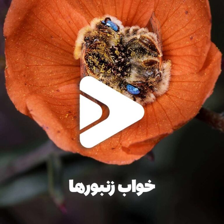 خواب زنبورها-عسل فروردین