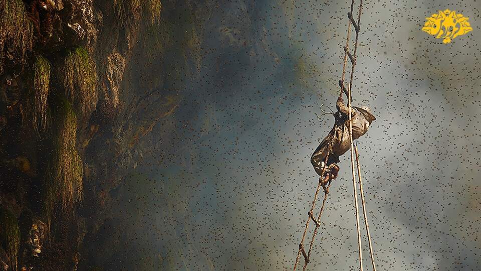 شکارچیان عسل در نپال