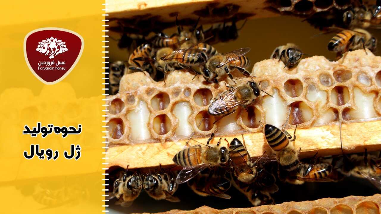 نحوه تولید ژل رویال تازه و خام-نحوه تولید ژل رویال-روش تولید ژل رویال-عسل فروردین