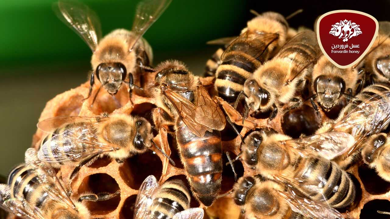 آیا عسل مدفوع زنبورعسل است