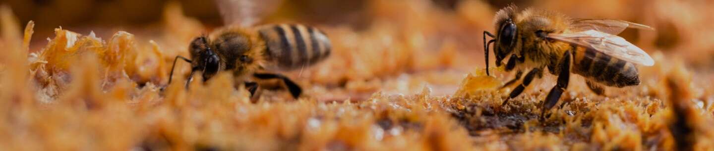 جمع آوری بره موم زنبور عسل- بره موم