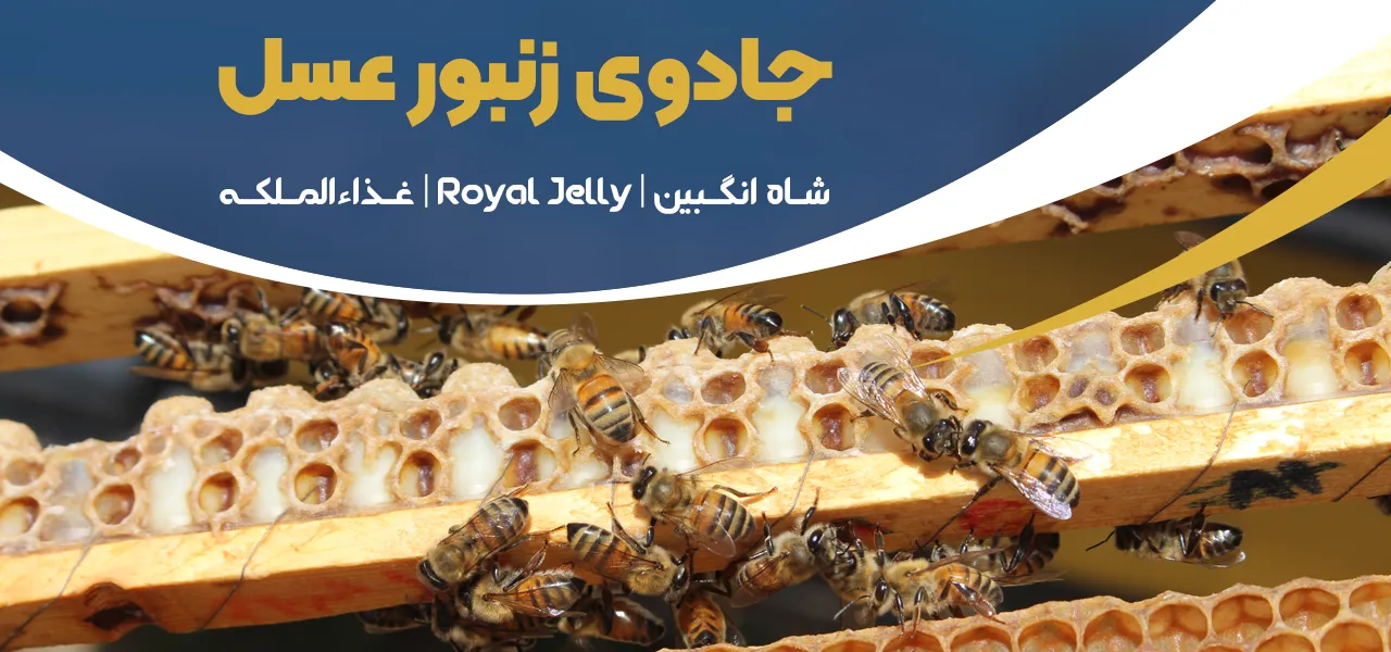 شاه انگبین ایرانی-خرید شاه انگبین اصل-Royal Jelly-خرید رویال ژلی-قیمت رویال ژل اصل-غذاالملکه