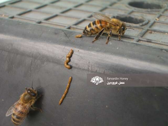 عسل مدفوع زنبوره-مدفوع زنبور-مدفوع زنبور عسل-خواص مدفوع زنبورعسل-عسل فروردین