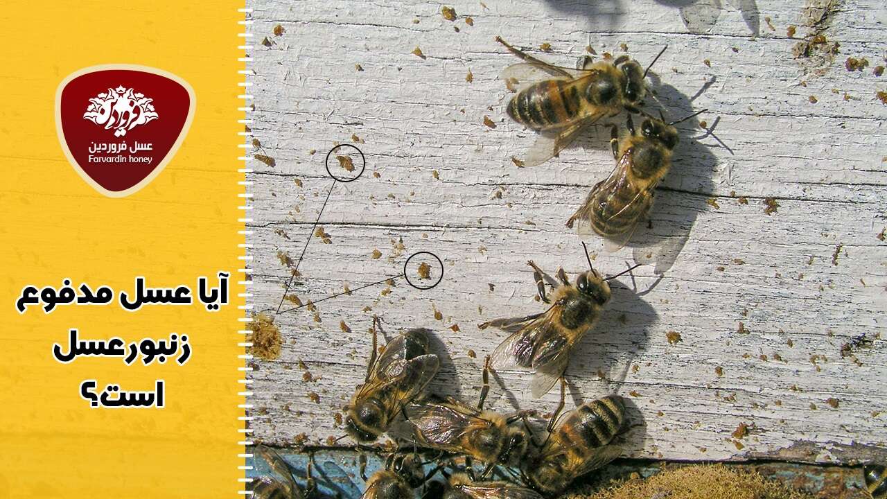 آیا عسل مدفوع زنبورعسل است-مدفوع زنبورعسل-مدفوع زنبور عسل-عسل مدفوع زنبورعسل است-عسل فروردین
