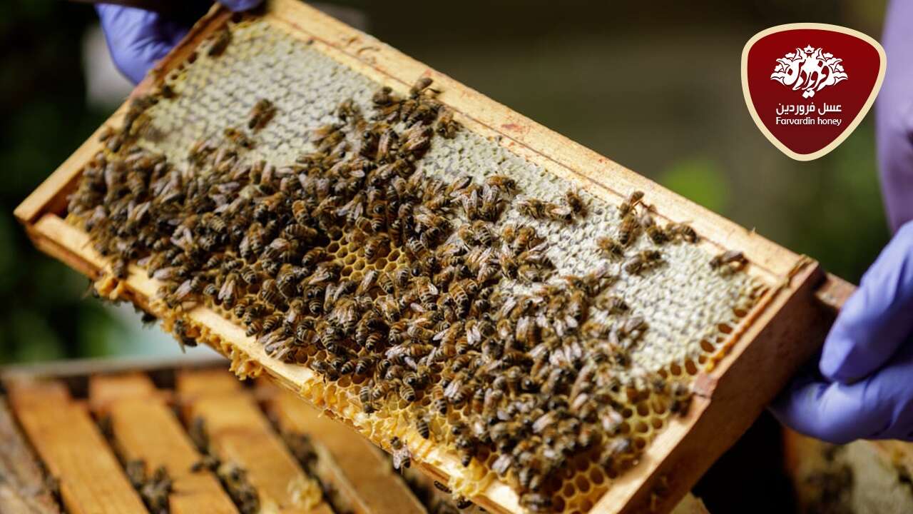 آموزش زنبورداری-سایت زنبورداری-بهترین مکان برای زنبورداری-میزان درآمد شغل زنبورداری چقدر است