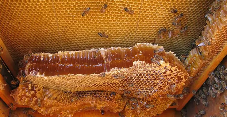 عسل طبیعی- موم زنبور عسل-کندوی زنبور عسل