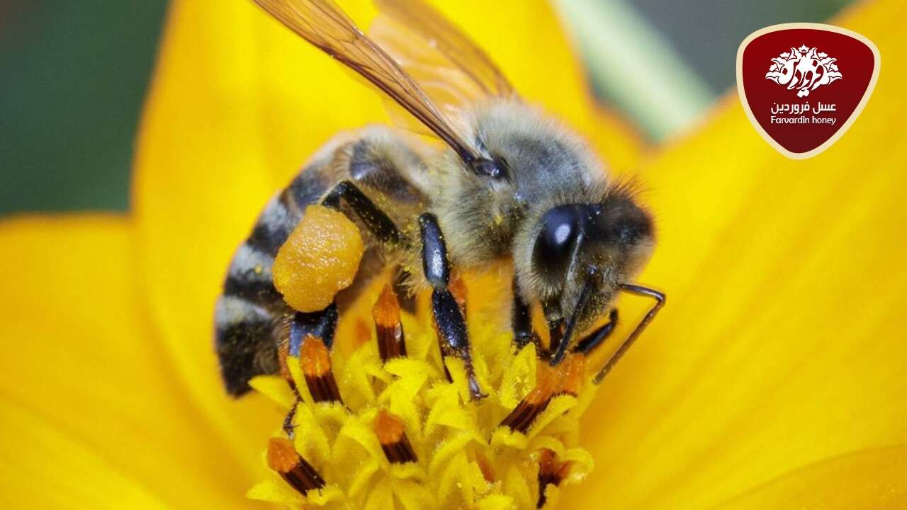 گرده گل زنبورعسل بمب پروتئین یا خاویار ارزشمند گیاهی