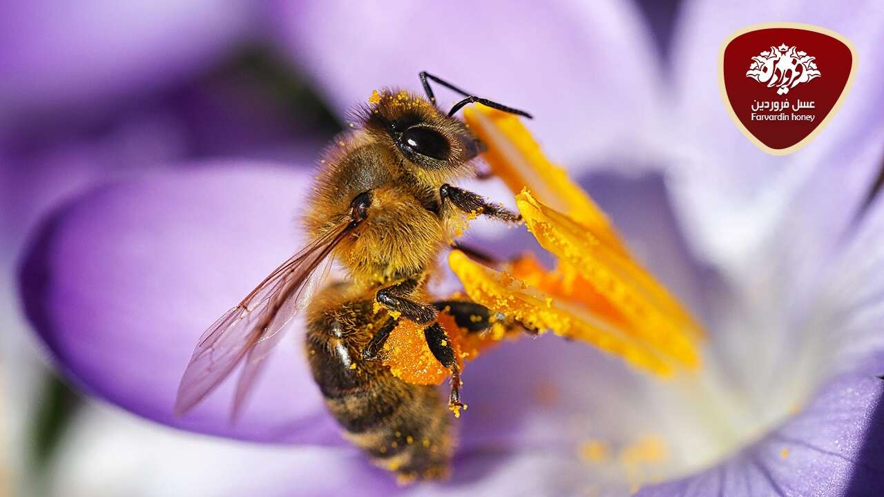 همه ی آنچه باید در مورد خواص گرده گل زنبورعسل بدانیم