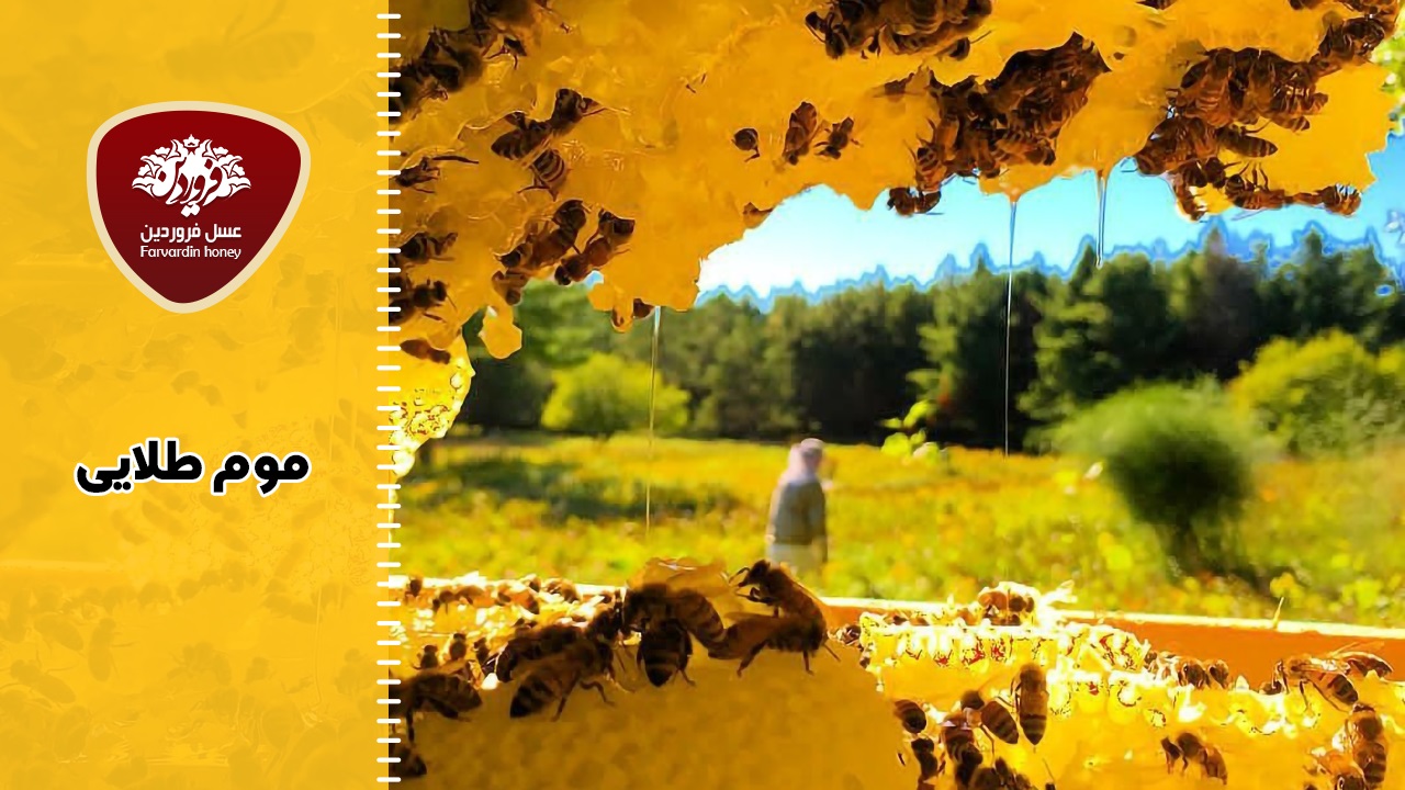 موم زنبورعسل یا موم طلایی
