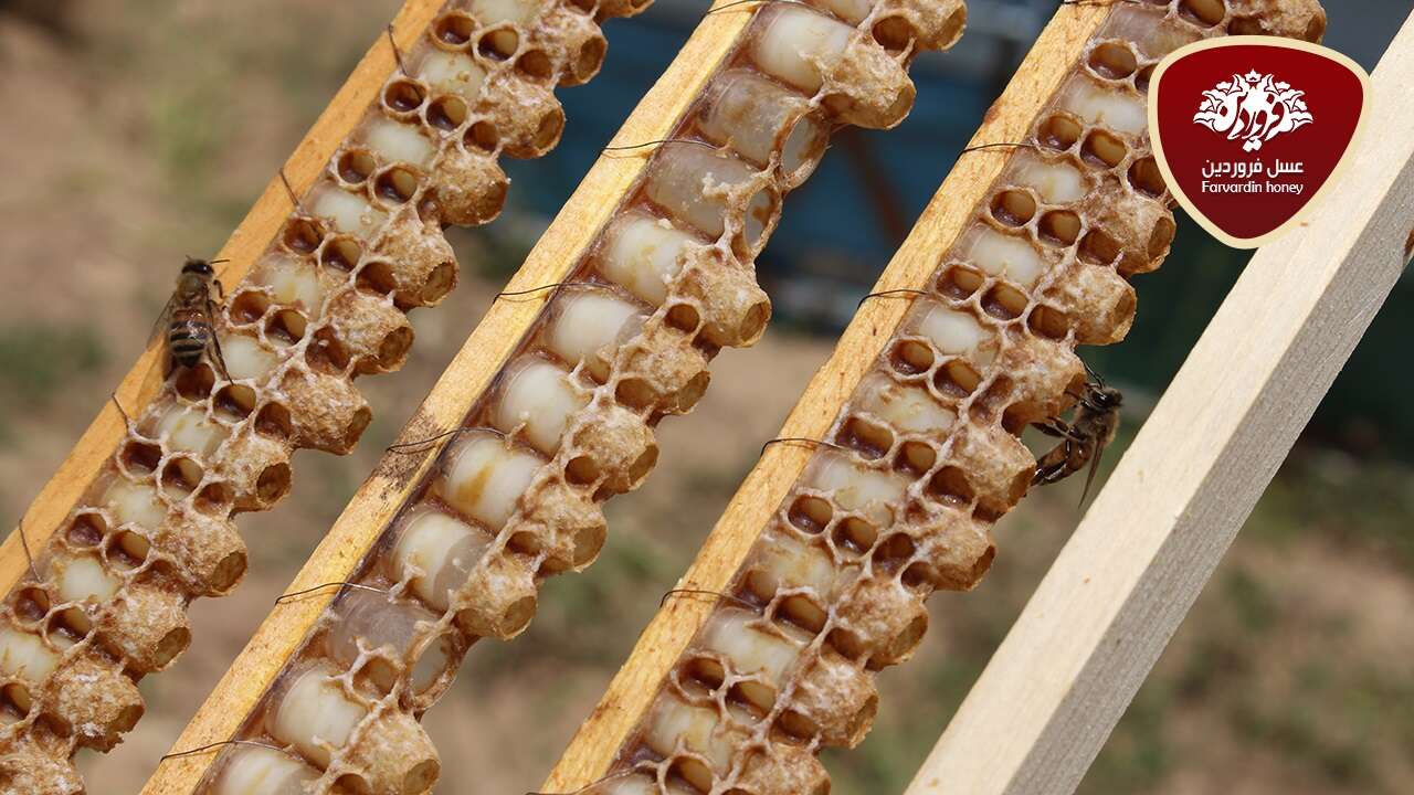 کیفیت رویال ژل Jelly Royal اصل - خرید مستقیم ژل رویال از زنبور داران
