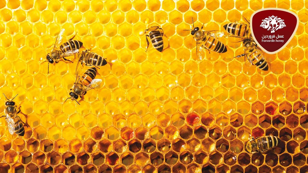 عطر عسل طبیعی-بوی عسل-عسل فروردین
