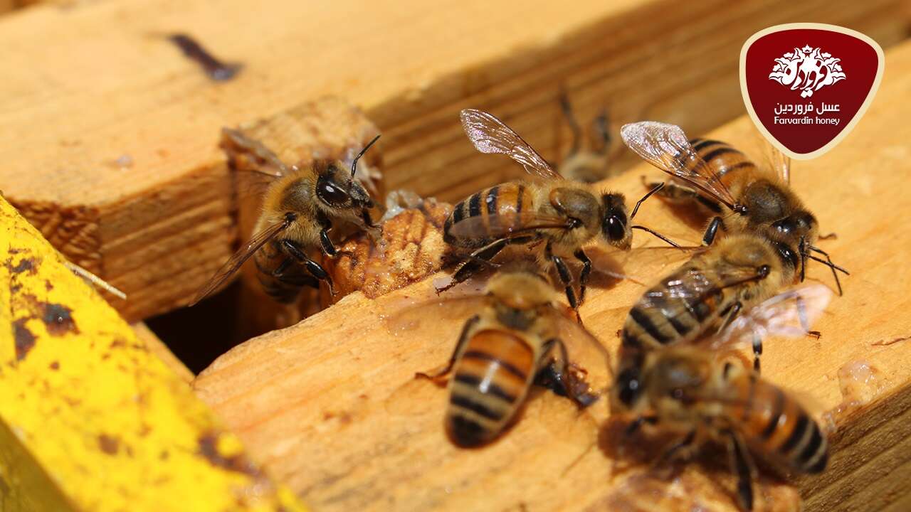 زنبور درمانی، بی تراپی، درمان با نیش زنبورعسل