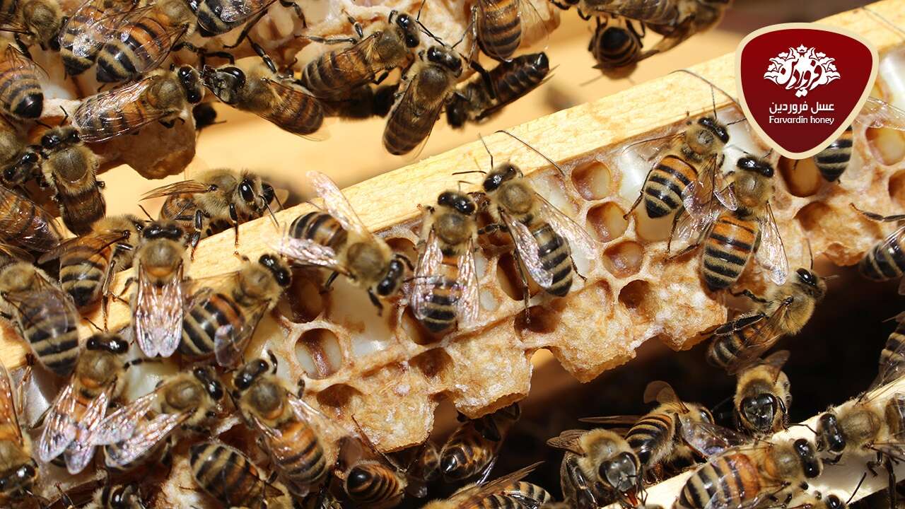 مصرف ژل رویال و پاسخ به 15 پرسش در مورد آن-روش مصرف ژل رویال-نحوه مصرف ژل رویال-عسل فروردین