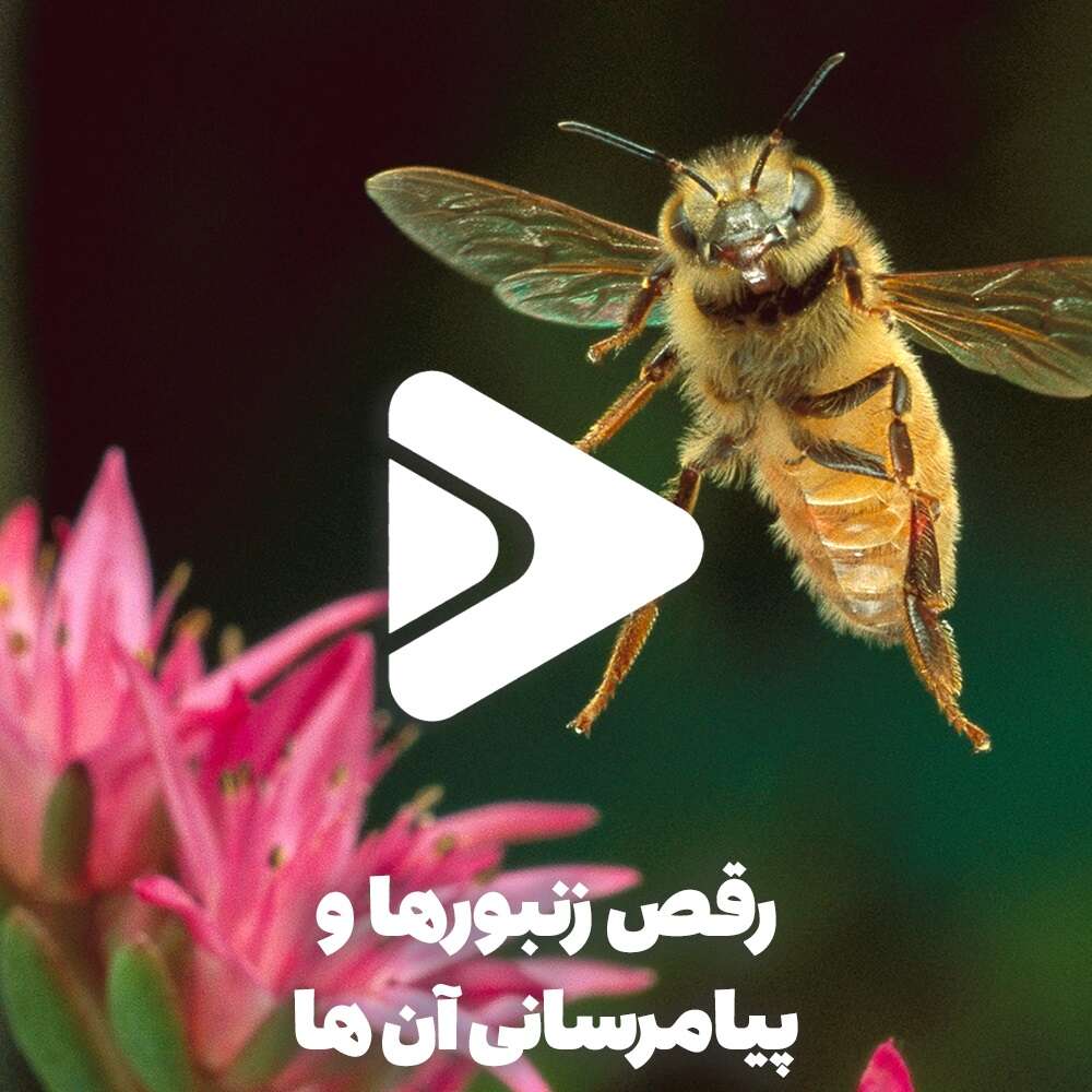 رقص زنبورها و پیامرسانی معجزه آسای آنها