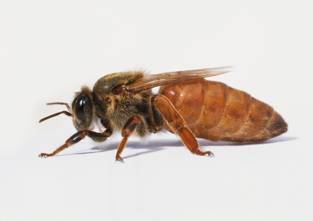 queen bee 1024x724 1 | دانشنامه و فروشگاه عسل طبیعی و خرید ژل رویال اصل | عسل فروردین