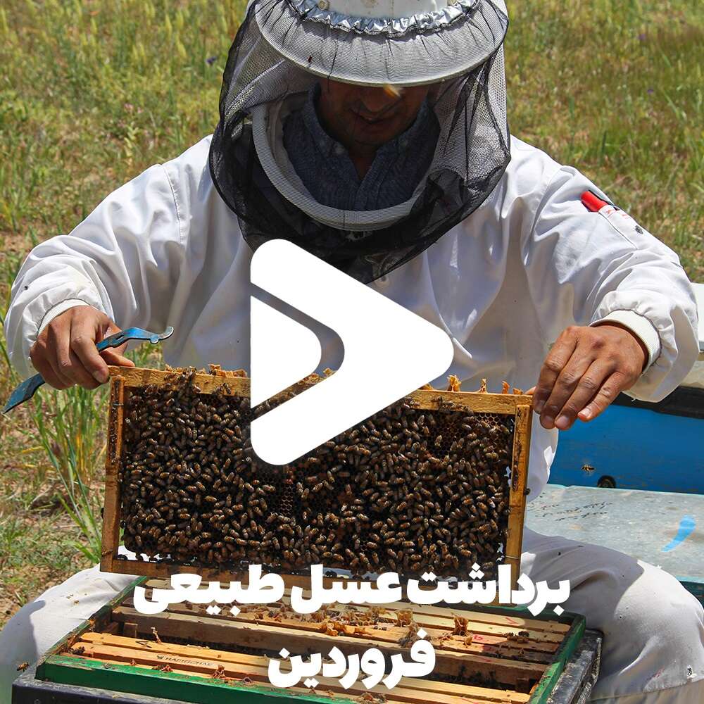 برداشت عسل طبیعی فروردین