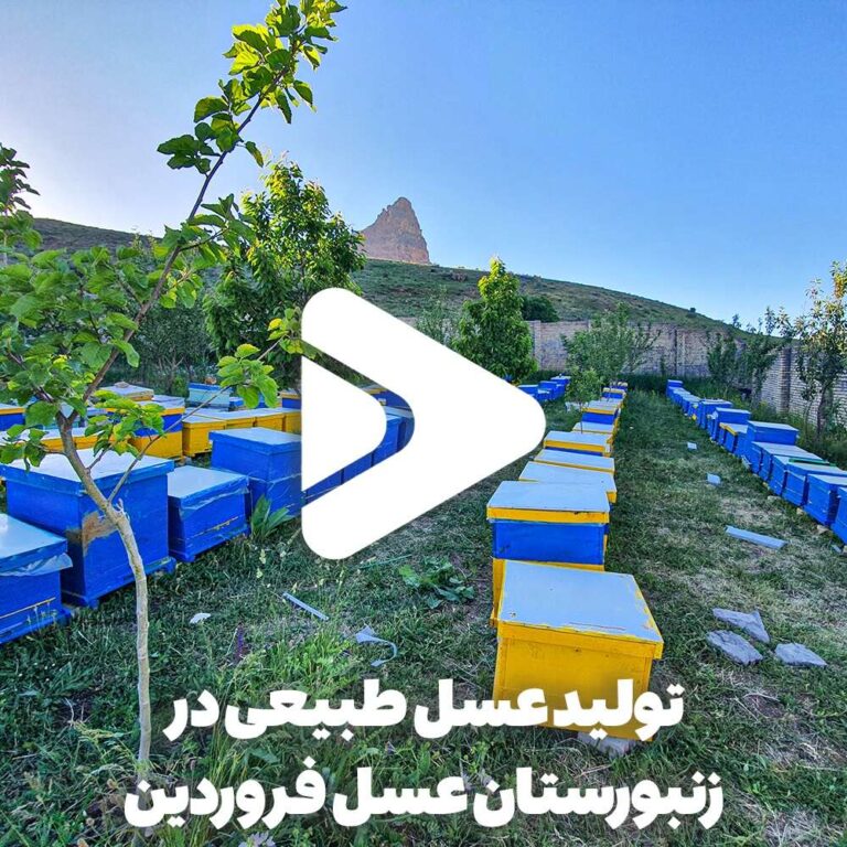 تولید عسل طبیعی در زنبورستان عسل فروردین-خرید عسل فروردین