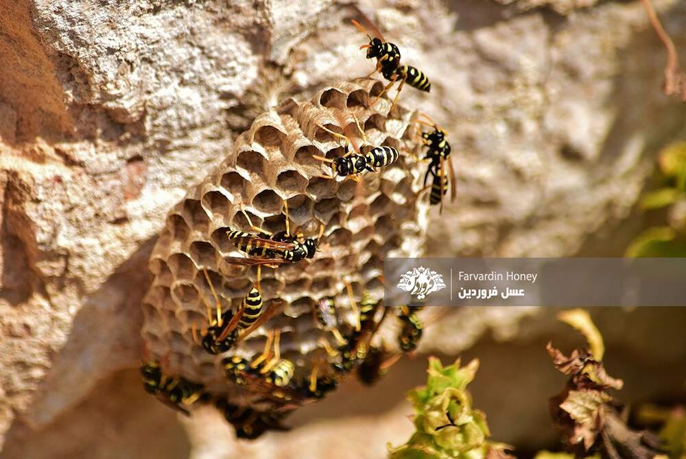 کلنی زنبورهای زرد یا یلو جکت