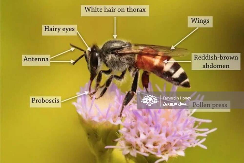 مشخصات و توضیحات شاخص های ظاهری زنبور عسل کوتوله