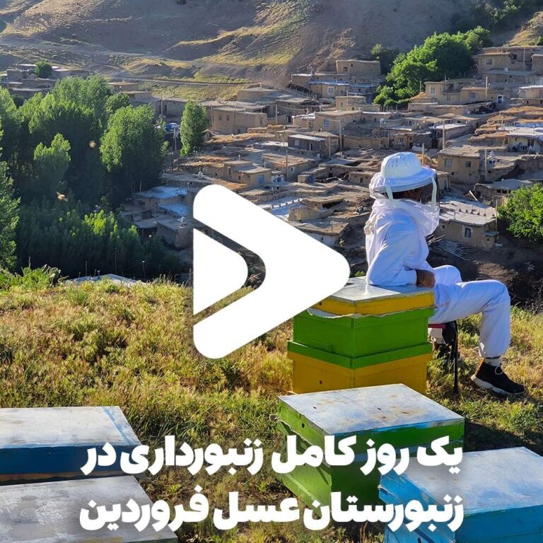 یک روز کامل زنبورداری در زنبورستان عسل فروردین-خرید عسل طبیعی-خرید ژل رویال اصل