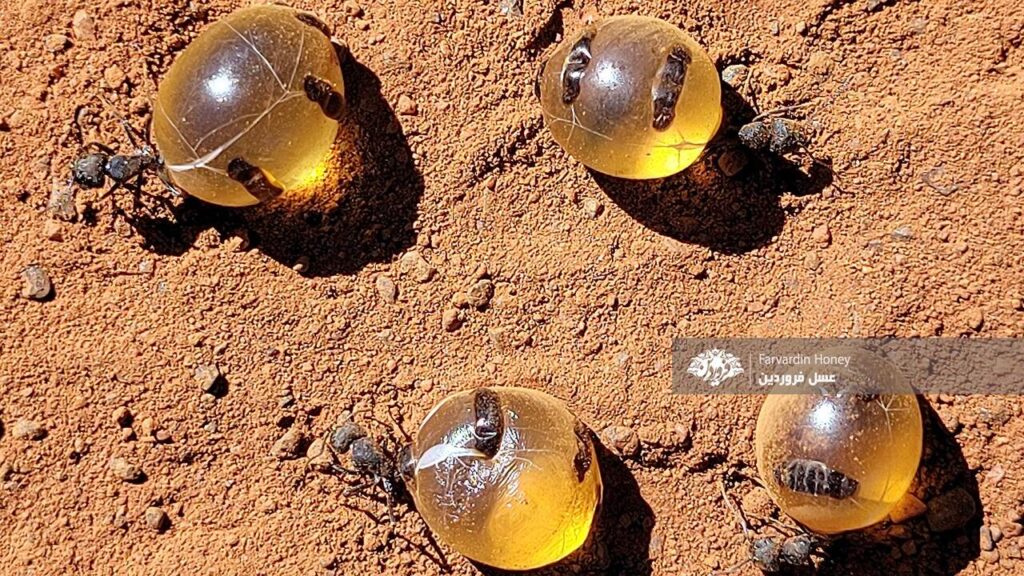 مورچه عسلی-مورچه عسل-مورچه عسل ساز-عسل فروردین
