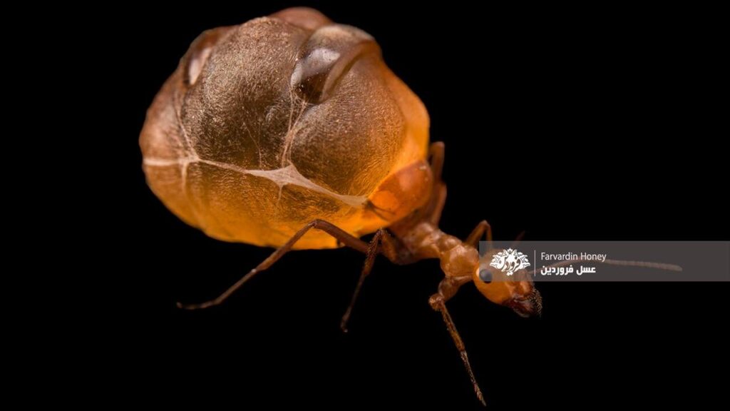 مورچه های عسل-مورچه های عسل ساز-عسل فروردین