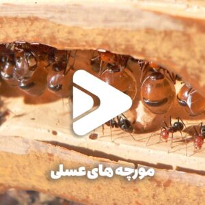 مورچه های عسلی-Honeypot Ant-عسل فروردین