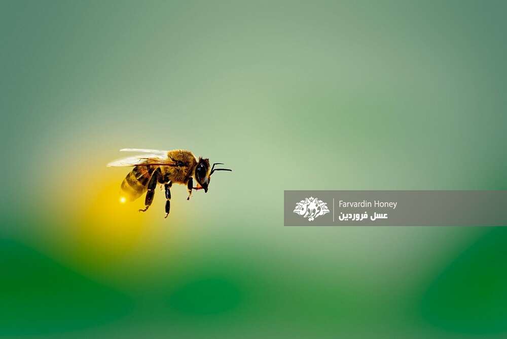 زنبور مست-زنبورعسل-زنبور عسل