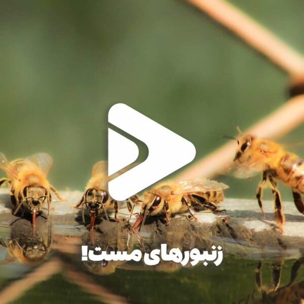 زنبورهای مست-زنبورعسل مست-عسل فروردین