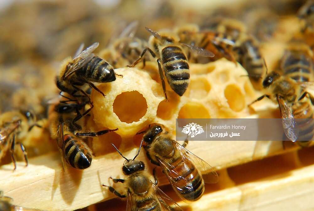 نحوه مصرف ژل رویال برای درمان سرطان-عسل فروردین
