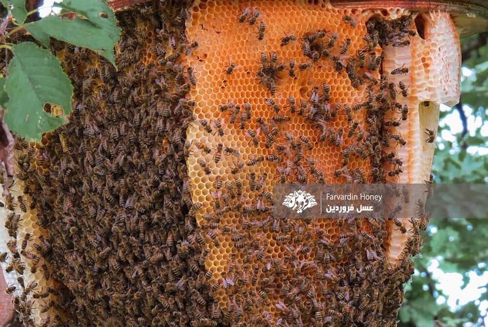 کندوی عسل وحشی در آسیا-کندوهای بزرگ-کندو-زنبور عسل-عسل فروردین