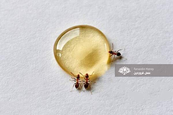 داستان مورچه و عسل-داستان مورچه و قطره عسل-عسل فروردین