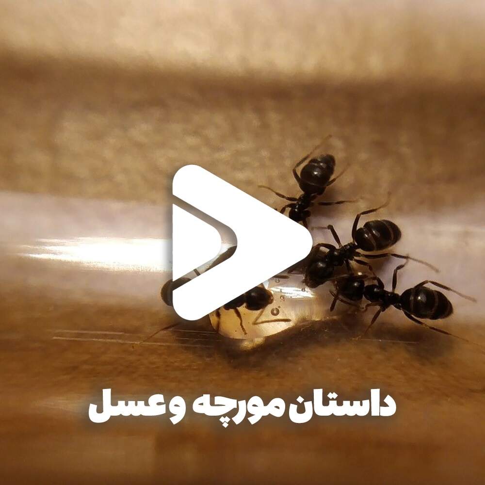 داستان مورچه و عسل-داستان مورچه و قطره عسل-کلیپ مورچه و عسل-عسل فروردین