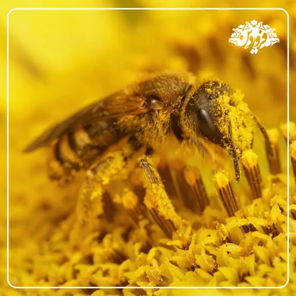 گرده گل اصل و تقلبی-گرده گل زنبورعسل-گرده گل پولن-bee pollen