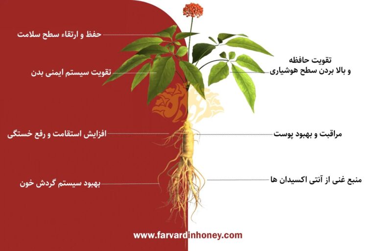 خواص جینسینگ-خواص جینسینگ کره ای-خواص جینسینگ قرمز کره ای-خرید جینسینگ اصل-