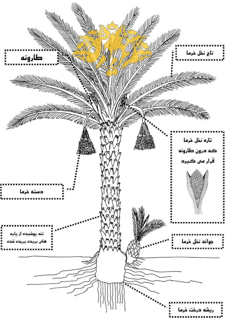 گرده لقاح-گرده نخل-گرده لقاح نخل-گرده لقاح نخل خرما-گرده نخل خرما-تاره-طارونه