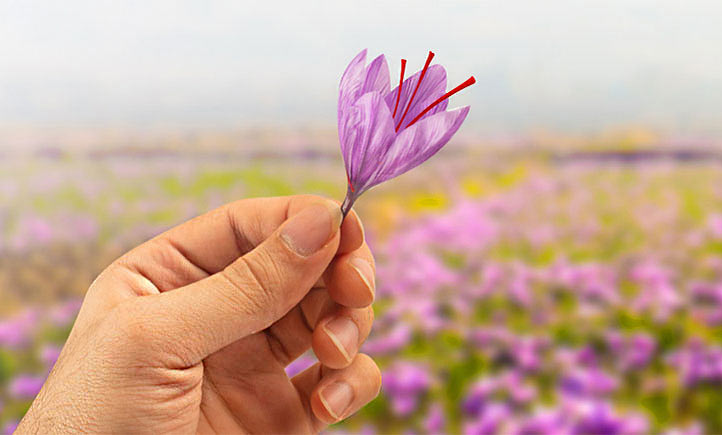 گل زعفران-زعفران طبیعی-بهترین و با کیفیت ترین زعفران بازار- زعفران چیده شده- سر گل زعفران-خرید زعفران