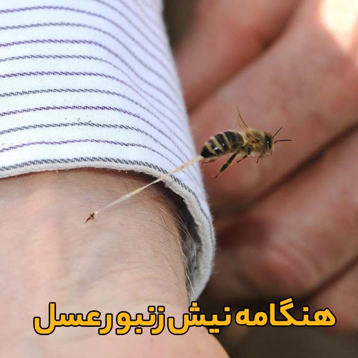 عکسی جالب و خاص از هنگامه نیش زدن زنبور   ( برای اولین بار)