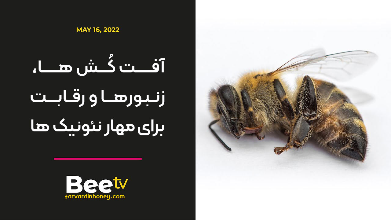 آفت-کش-ها،-زنبورها-و-رقابت-برای-مهار-نئونیک-ها