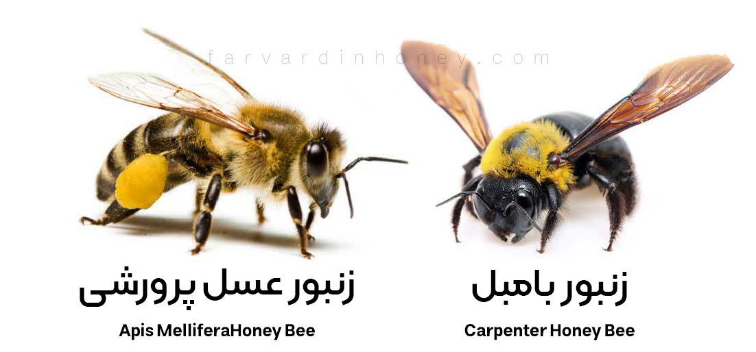 زنبور بامبل-Carpenter Honey Bee-زنبورعسل پرورشی-عکس زنبور بامبل-عکس زنبورعسل-زنبورداری