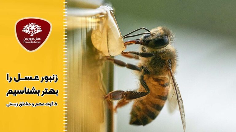 زنبور عسل را بهتر بشناسیم ؟ 5 گونه مهم و مناطق زیستی