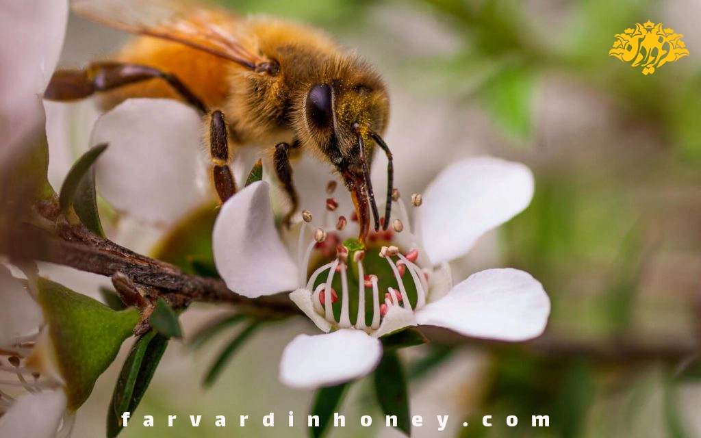 مانوکا روش مصرف عسل مانوکا شکوفه درخت مانوکا زنبور عسل روی گل مانوکا | دانشنامه و فروشگاه عسل طبیعی و خرید ژل رویال اصل | عسل فروردین