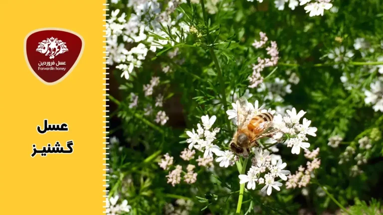 عسل گشنیز و رمز گشایی از 10 خاصیت مهم درمانی آن